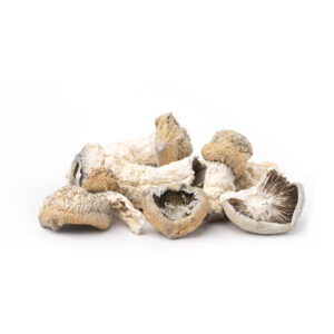 Great White North - Great white monster magic mushrooms