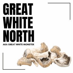 Great White Monster Magic Mushrooms buy online